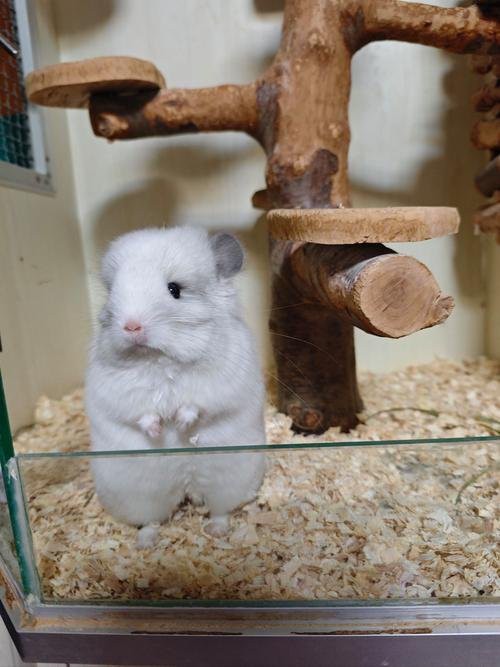 如何判斷龍貓是否進入發情期？