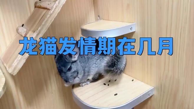 如何判斷龍貓是否進入發情期？
