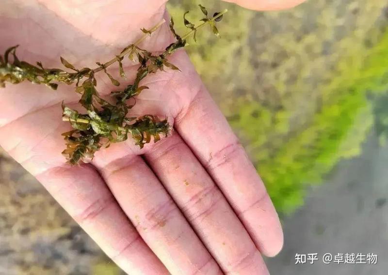 移栽成熟水草時需要注意什么？