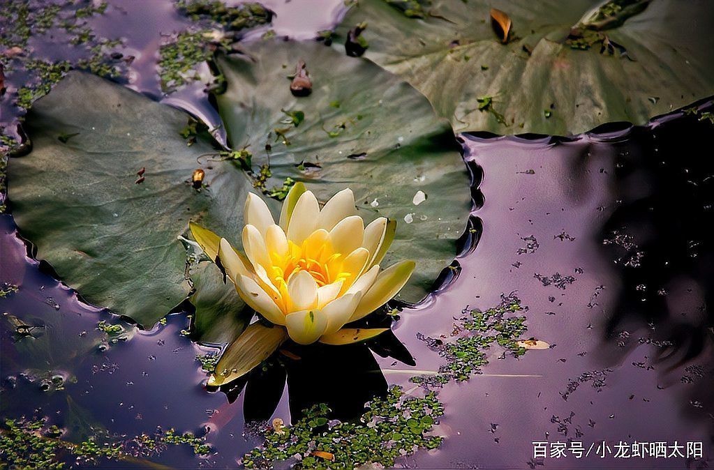 移栽成熟水草時(shí)需要注意什么？