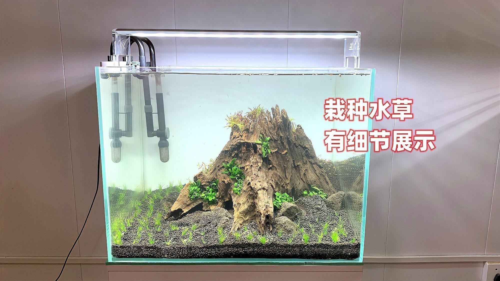 移栽成熟水草時(shí)需要注意什么？