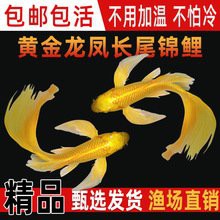 龍鳳錦鯉的價格是多少？