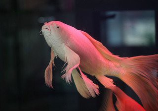 龍鳳錦鯉的價格是多少？