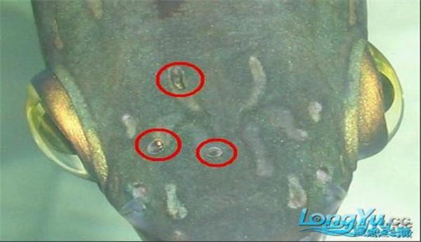金龍魚頭金怎么養出來