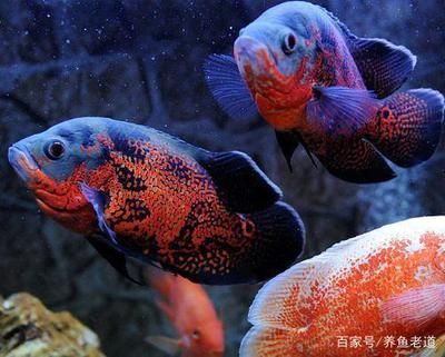 地圖魚和龍魚哪個(gè)好養(yǎng)，地圖魚和龍魚哪個(gè)好養(yǎng)些：地圖魚和龍魚哪個(gè)好養(yǎng)