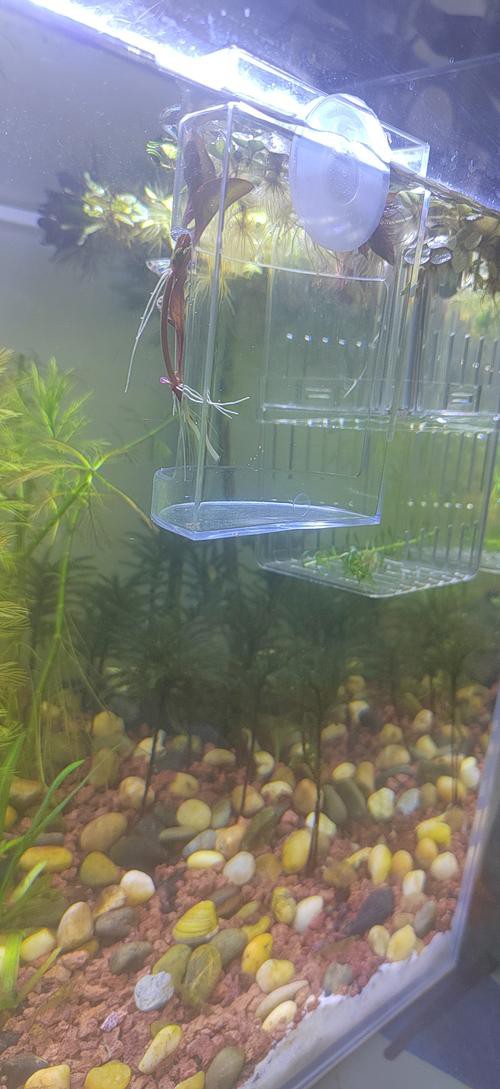 停食期間如何保持水質(zhì)穩(wěn)定？