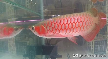 金龍魚紅龍魚銀龍魚（2024年金龍魚、紅龍魚、銀龍魚和銀龍魚的價格差異）
