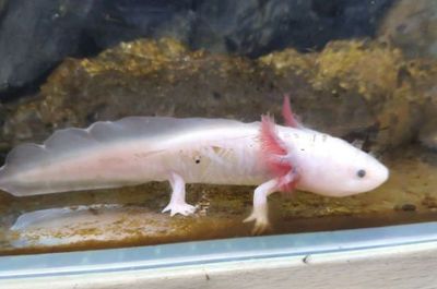 恐龙鱼最大能长多大呢：恐龙鱼的最大体长