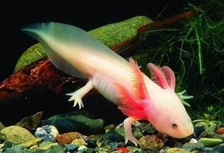 恐龙鱼最大能长多大呢：恐龙鱼的最大体长