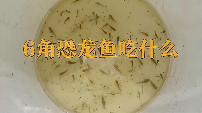 六角龍魚吃什么