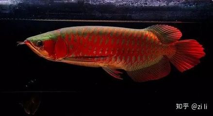 20公分紅龍魚價格表：20公分紅龍魚價格