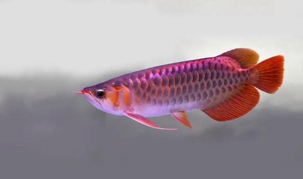 萬吉紅龍魚的特征