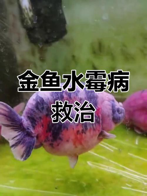 金龍魚起白毛什么原因