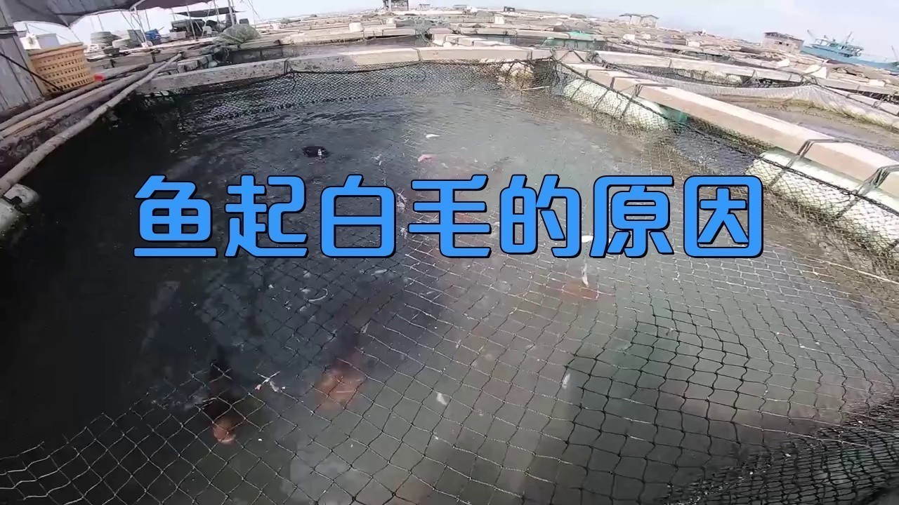 金龍魚起白毛什么原因