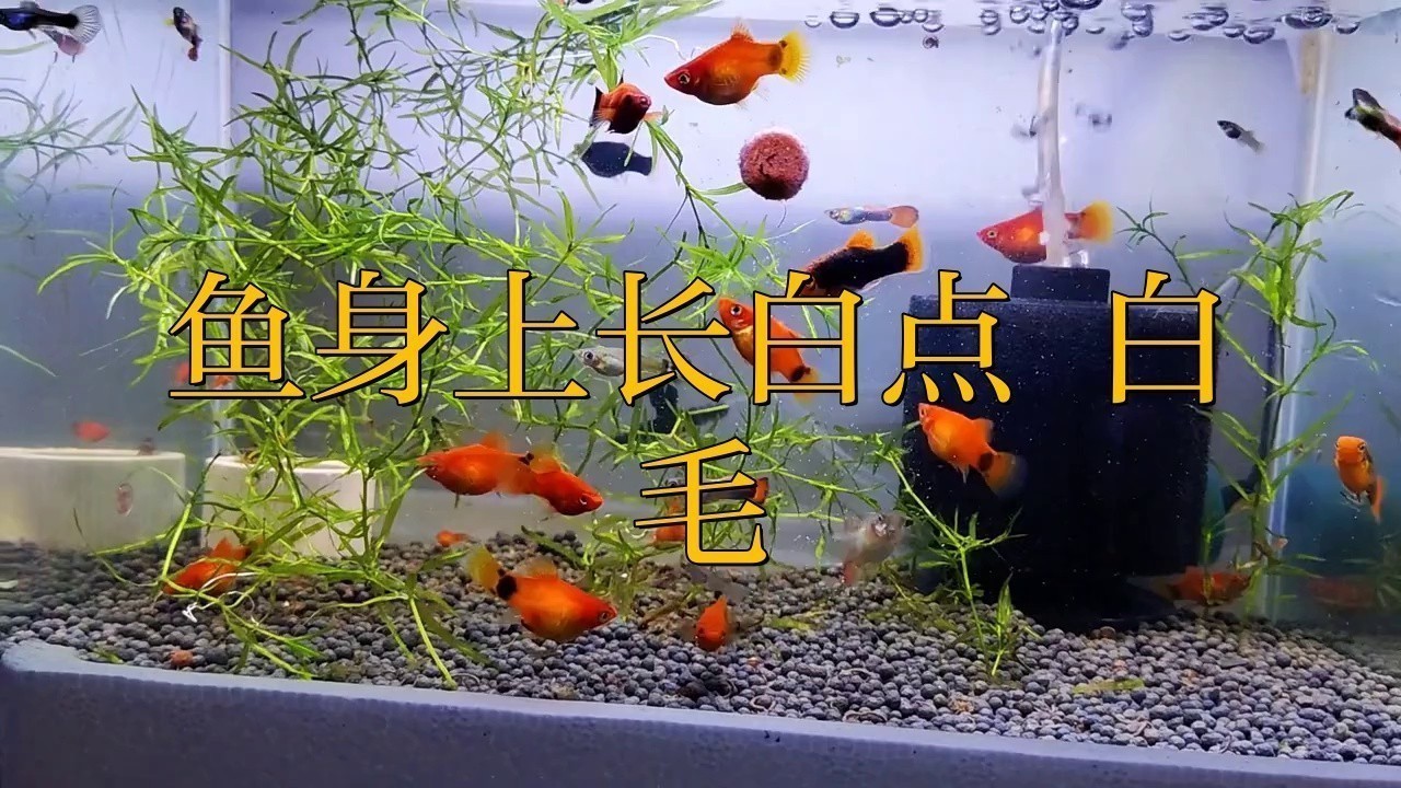 金龍魚起白毛什么原因