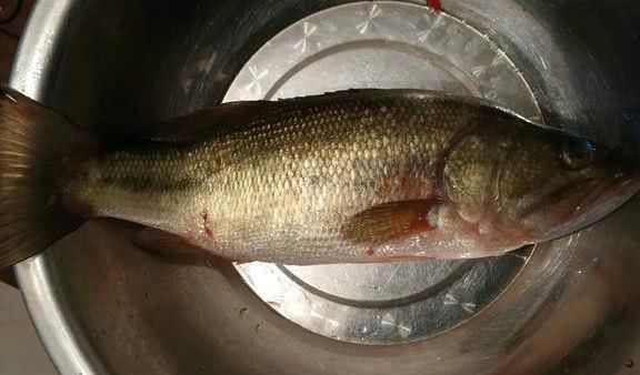 龍魚淡水魚還是咸水魚好吃些：龍魚是淡水魚還是咸水魚好吃些