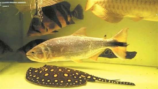 龍魚淡水魚還是咸水魚好吃些：龍魚是淡水魚還是咸水魚好吃些