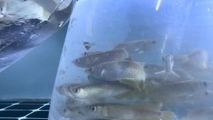 古典龍魚和金龍魚哪個好（古典龍魚和金龍魚哪個好呢？） 古典龍魚和金龍魚哪個好（古典龍魚和金龍魚哪個好呢？） 龍魚百科 第3張