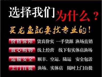 古典龍魚和金龍魚哪個好（古典龍魚和金龍魚哪個好呢？） 古典龍魚和金龍魚哪個好（古典龍魚和金龍魚哪個好呢？） 龍魚百科 第2張