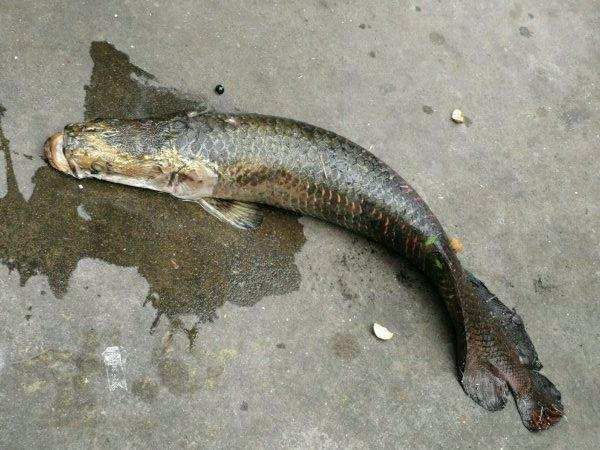 龍魚越大吃得越少：龍魚的食量與其成長階段有著密切關系,龍魚越大吃得越少