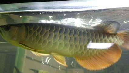 濟南金龍魚銀龍魚回收電話地址（濟南金龍魚銀龍魚回收電話地址在提供的搜索結果中沒有直接信息）