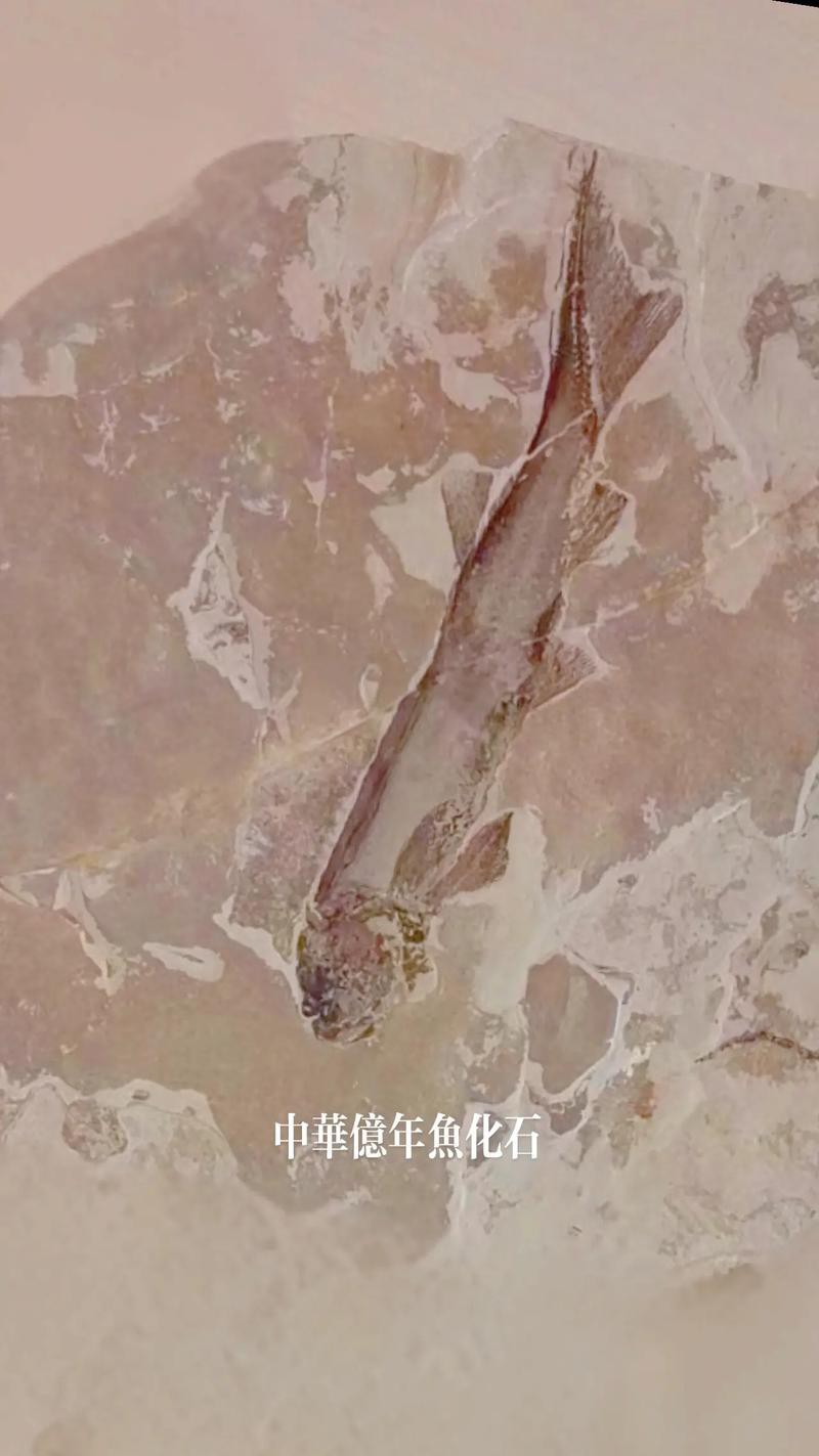 中華金龍魚復原圖片大全大圖