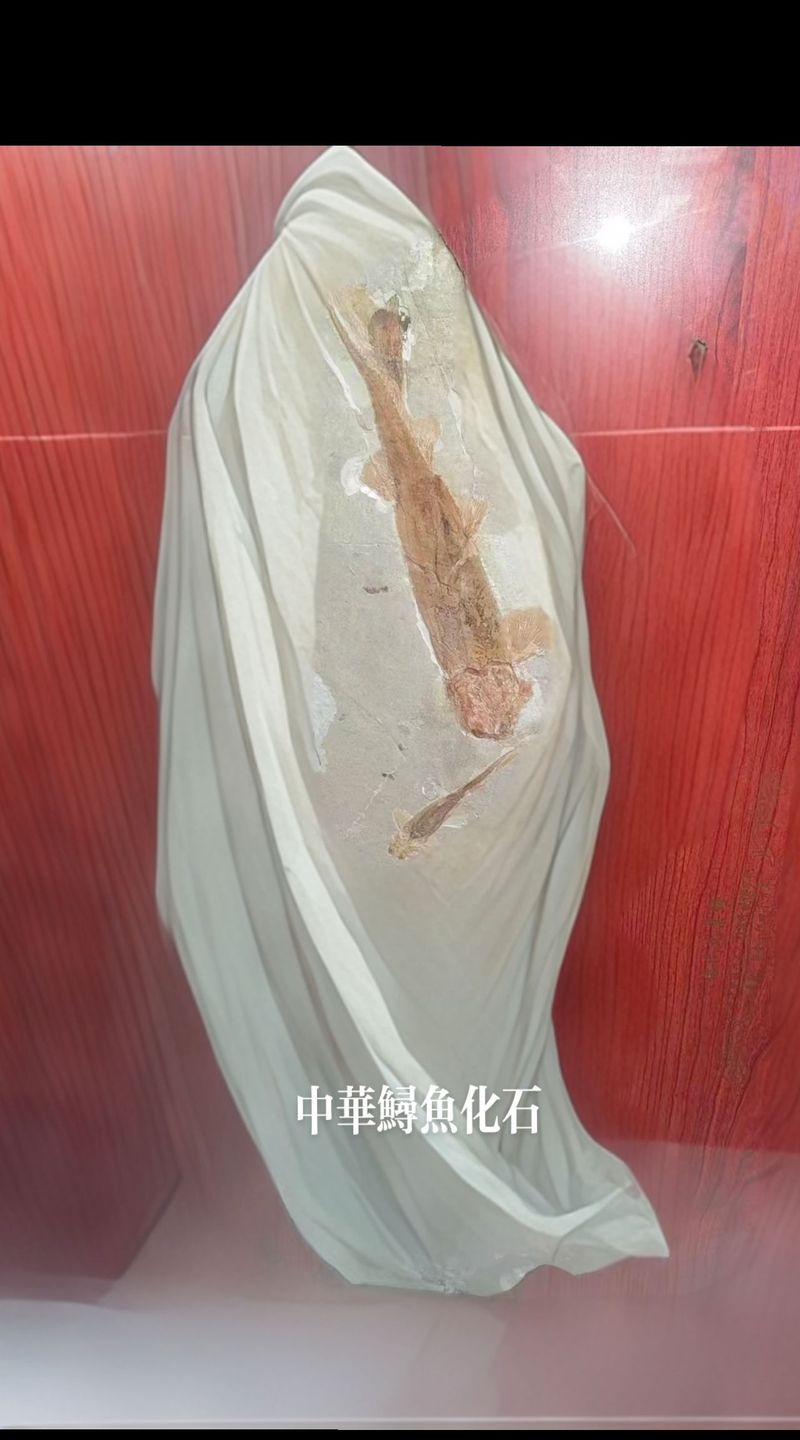 中華金龍魚復原圖片大全大圖