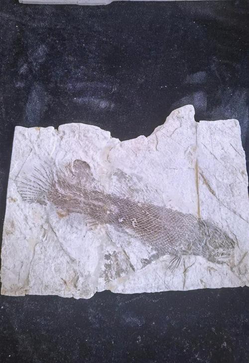 中華金龍魚復原圖片大全大圖