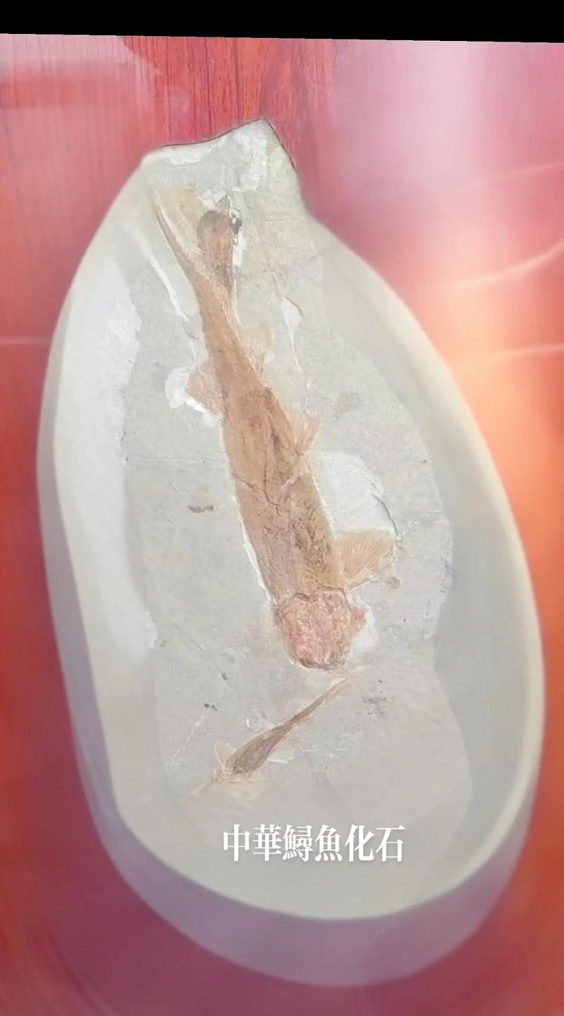 中華金龍魚復原圖片大全大圖