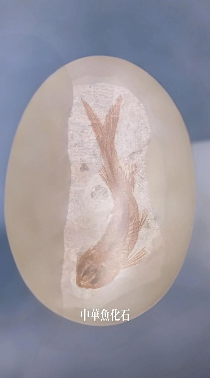 中華金龍魚復原圖片大全大圖