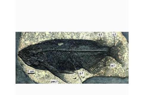 中華金龍魚復原圖片大全大圖