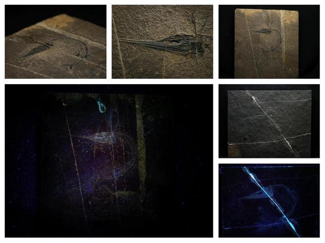 中華金龍魚復原圖片大全大圖