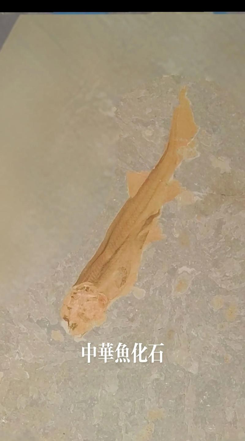 中華金龍魚復原圖片大全大圖