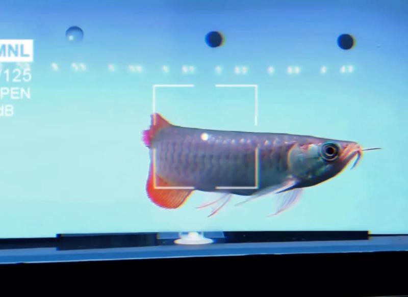 金龍魚受傷期間需要換水嗎？