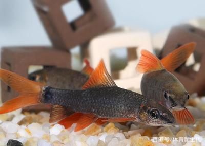 辦公室養龍魚好嗎：辦公室養龍魚好嗎，辦公室養龍魚需要注意哪些風水禁忌