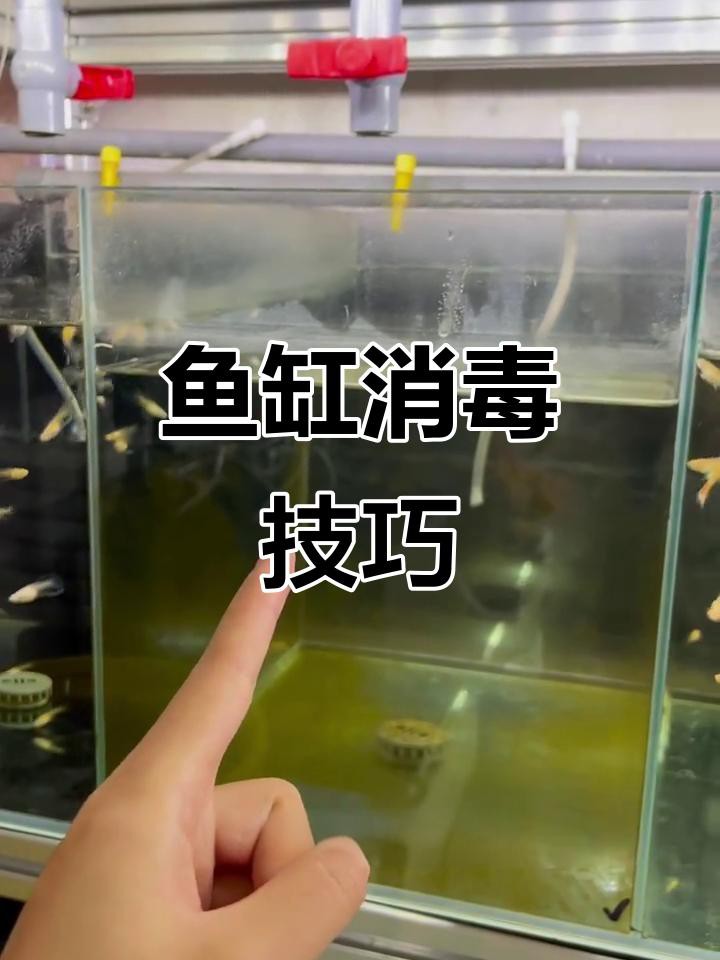 有哪些適合金龍魚的消毒劑？