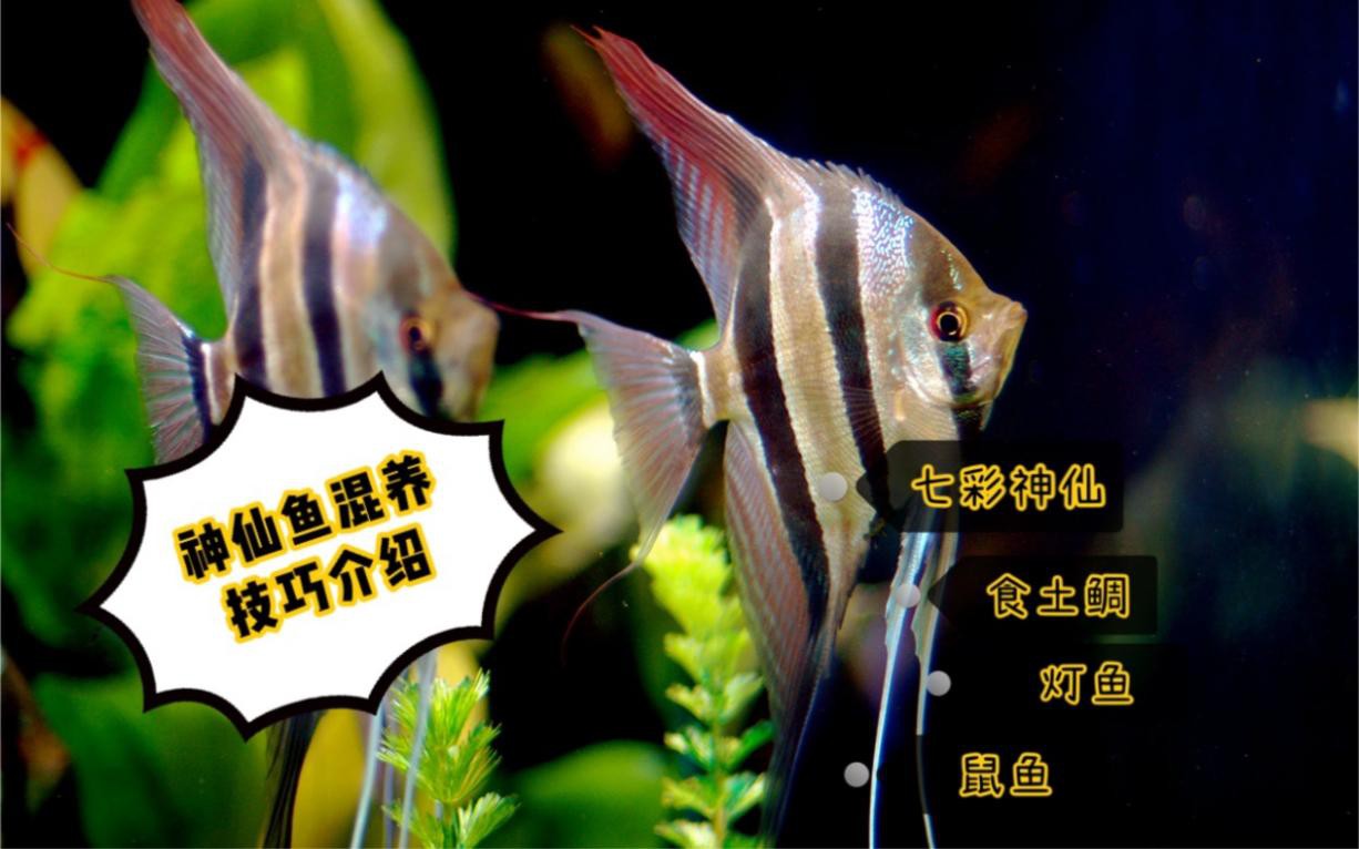 如何選擇性格溫順的混養(yǎng)魚？