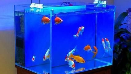 金龍魚大口呼吸怎么辦啊圖片：金龍魚大口呼吸怎么辦？原因分析與解決方法