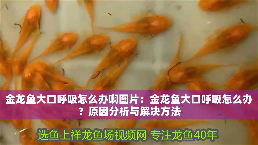 金龍魚大口呼吸怎么辦啊圖片：金龍魚大口呼吸怎么辦？原因分析與解決方法