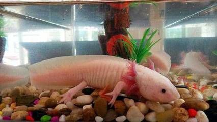 六角恐龍魚的種類有哪些，六角恐龍魚的飼養(yǎng)技巧