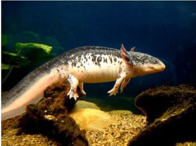 六角恐龍魚的種類有哪些，六角恐龍魚的飼養(yǎng)技巧