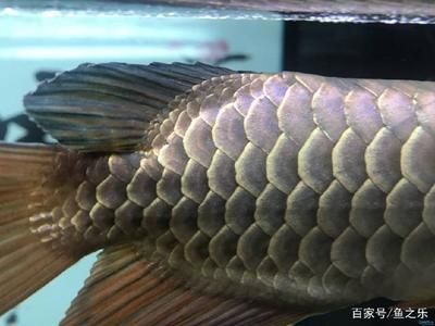 龍魚中的\"和\"b過的區(qū)別：如何挑選金龍魚