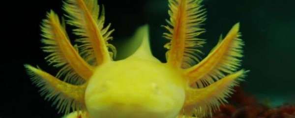 六角恐龍魚食物怎么喂（六角恐龍魚喂養指南）