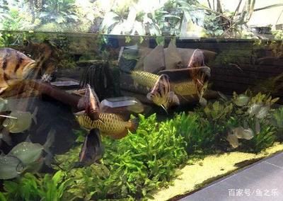 一個缸3條龍魚配幾條虎魚（三條龍魚和兩條虎魚的組合可以考慮到風水的因素和風水）
