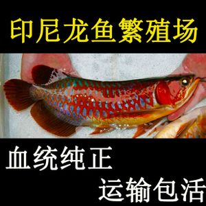 超血紅龍魚繁殖環境模擬技巧：如何模擬超血紅龍魚的繁殖環境