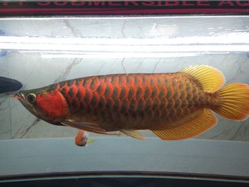 金龍魚紅尾巴是什么魚：金龍魚紅尾巴是一種美麗且富有觀賞價值的淡水魚類 金龍魚紅尾巴是什么魚：金龍魚紅尾巴是一種美麗且富有觀賞價值的淡水魚類 龍魚百科 第2張