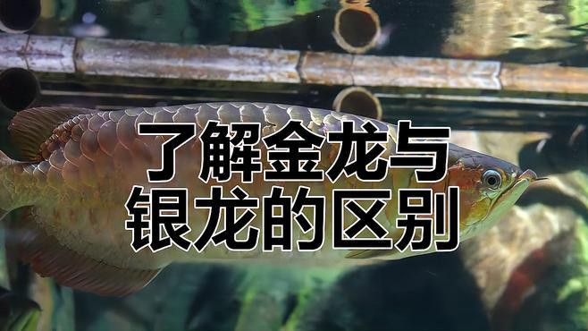 金龍魚和銀龍魚哪個好釣