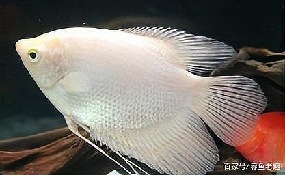 招財(cái)魚有哪些常見疾病