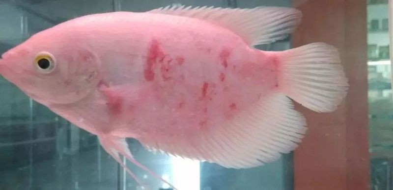 招財(cái)魚有哪些常見疾病