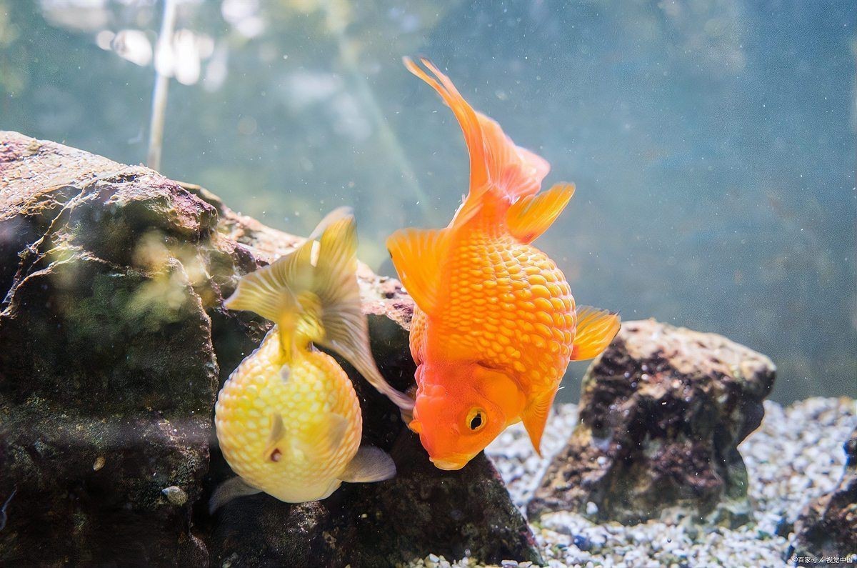 招財(cái)魚有哪些常見疾病